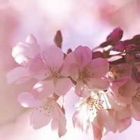 鬼眼判官的头像-满久琦的个人网站