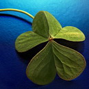 数据之源的头像-满久琦的个人网站