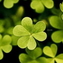 飞扬蒲公英的头像-满久琦的个人网站