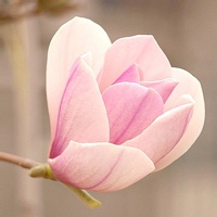 阳光花房的头像-满久琦的个人网站