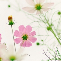 NeonCircuit的头像-满久琦的个人网站