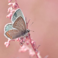 迷糊小兔的头像-满久琦的个人网站