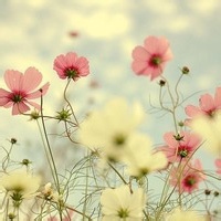 软糖小雨的头像-满久琦的个人网站