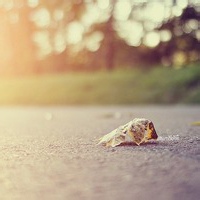 孤高自傲的头像-满久琦的个人网站