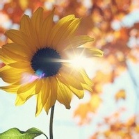 风铃微响的头像-满久琦的个人网站